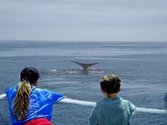 Whale Watching