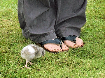 Baby chicken nibbles toes