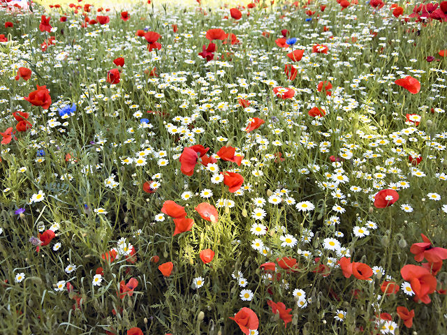 Wildflowers (Thanks Tim)